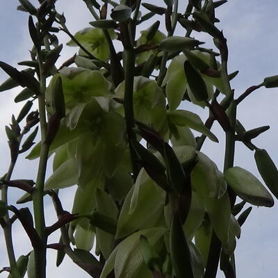 Palmlelie - Yucca gloriosa