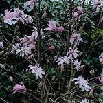 Magnolia stellata 'Rosea' - Stermagnolia