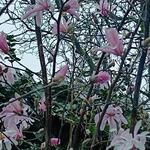 Magnolia stellata 'Rosea' - Stermagnolia