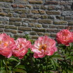 Paeonia 'Coral Sunset'  - Pioen - Paeonia 'Coral Sunset' 