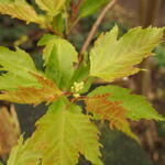 Acer tataricum subsp.ginnala  - Esdoorn