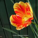 Tulipa 'Grand Perfection' - Tulp