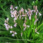 Hyacinthoides hispanica 'Rose' - Wilde hyacint, Boshyacint