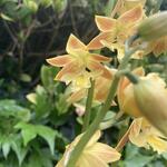 Calanthe sieboldii - Orchidee