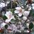 Magnolia laevifolia 'Summer Snowflake'