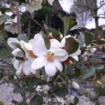 Magnolia laevifolia 'Summer Snowflake' - Beverboom