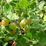 Ribes uva-crispa 'Pax' - Stekelbes, Kruisbes