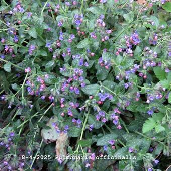 Pulmonaria officinalis