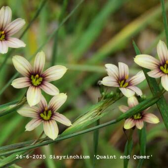 Sisyrinchium 'Quaint and Queer'