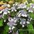 Hydrangea serrata 'Bluebird'
