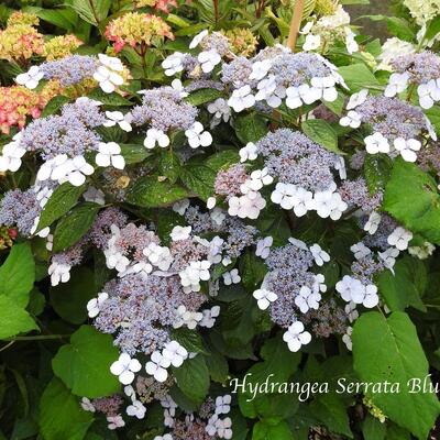 Berghortensia - Hydrangea serrata 'Bluebird'