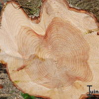 Metasequoia gerooid