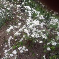 Witte planten bloemen