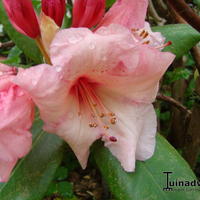 Onze Rhododendron