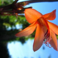 Bloemen van Madeira