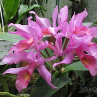 Kas, Orchideeën