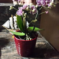 Mijn orchideeën