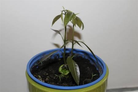 Tropische Planten & Kamerplanten