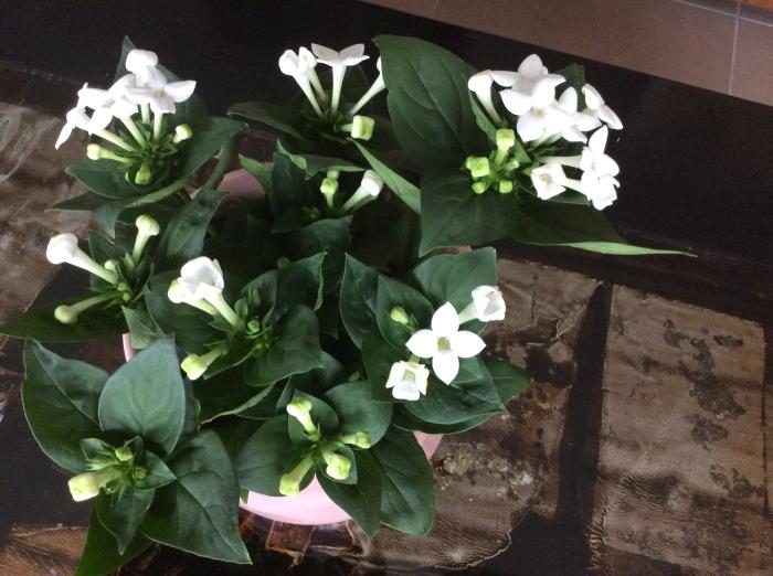 zuiger Op de loer liggen de ober Hoe heet dit plantje met witte bloemen? - Tropische Planten & Kamerplanten  - Forum - Tuinadvies