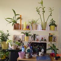 Mijn Orchideeën verzameling 2005, heb ik nu niet meer.