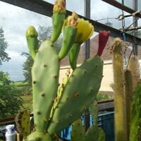 Cactussen en succulenten