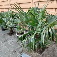 Trachycarpus fortunei palm