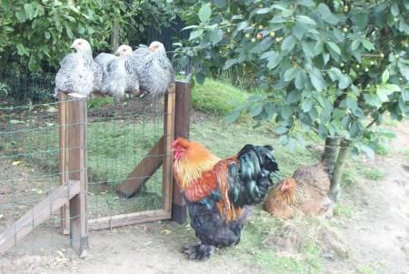 Coördineren jam Zaklampen Licht poortje of hek maken voor kippenren - Allemaal Beestjes - Forum -  Tuinadvies