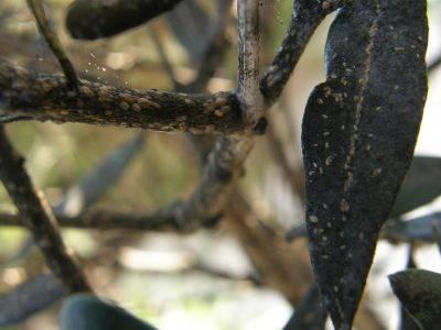 Olijfboom met zwarte bladeren en takken - Tropische Planten & Kamerplanten - Forum Tuinadvies
