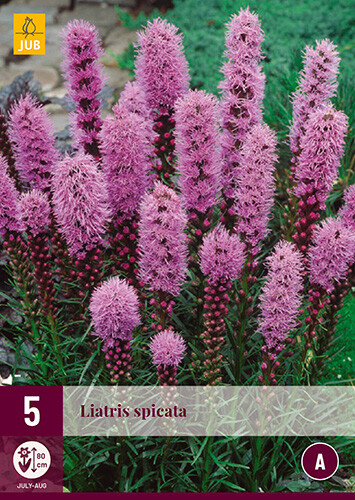 Liatris spicata