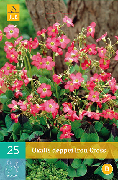 Oxalis deppei Iron Cross of geluksklaver