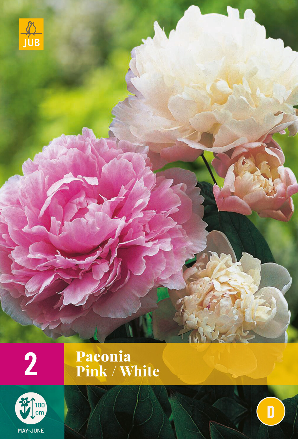 Paeonia PinkWhite