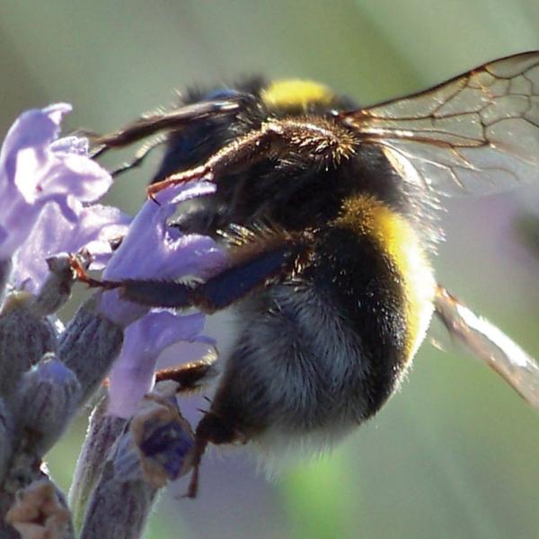 Afbeelding Bijen bloemenmengsel door Tuinadvies.be