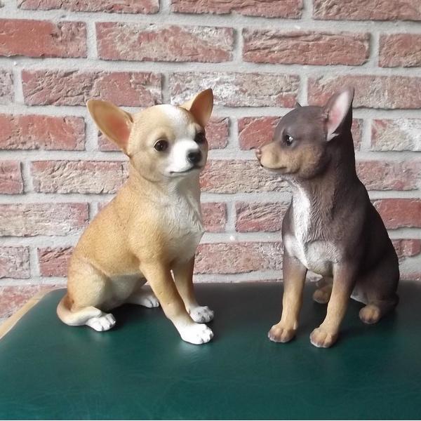 Chihuahua levensecht