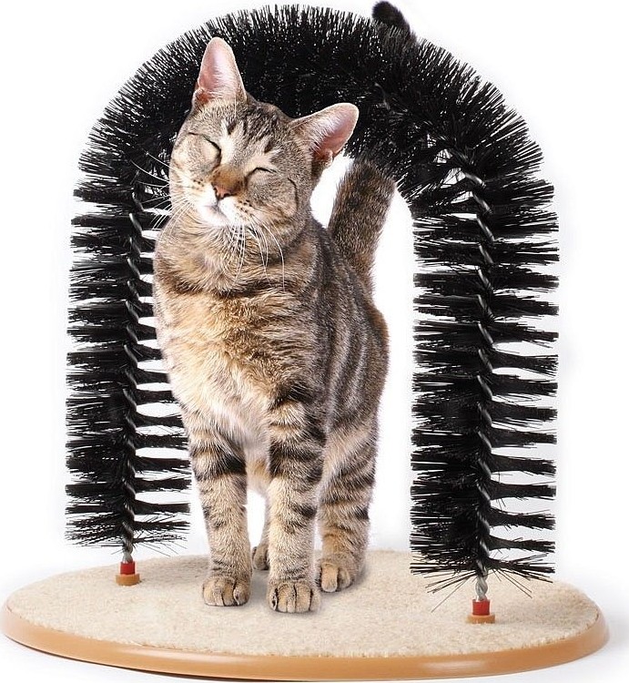 Afbeelding Kattenboog met kattenkruid door Tuinadvies.be