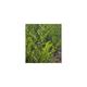 Artemisia dracunculus (DRAGON)