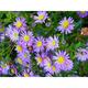 Aster ageratoides 