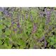Salvia verticillata 