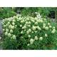 Trifolium pannonicum 