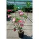 Azalea knaphill roze - rose
