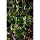 Osmanthus fortunei (=aquifolium)