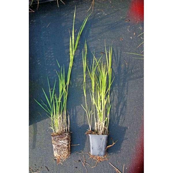 Riet - Phragmites australis - Vaste planten Planten online kopen | Tuinadvies