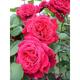 Klimrozen/ rosiers grimpantes roze/rose