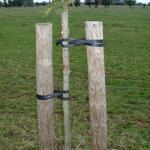 Tree-fix boombinder 50 cm/15 mm (10 stuks)