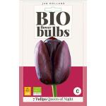Bio Tulp 'Queen Of Night' - bio flowerbulbs