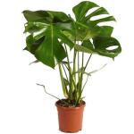 Monstera deliciosa - gatenplant 60 cm