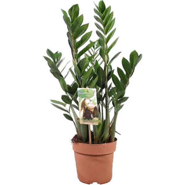 Zamioculcas zamiifolia 20 cm