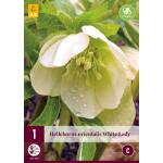 Helleborus orientalis White Lady (1 stuks)
