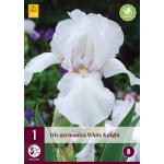Iris germanica White Knight - baardiris
