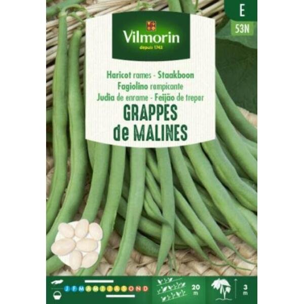  - Staakboon Grappes de Malines