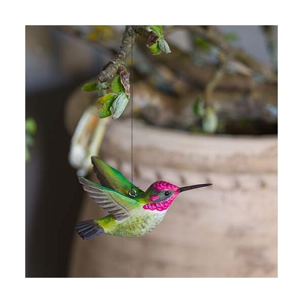 Anna's kolibrie